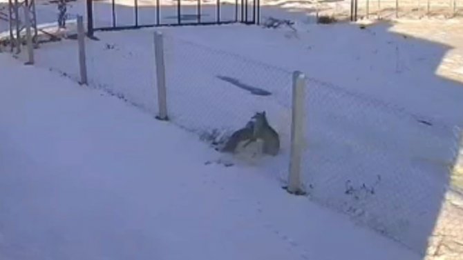 Şehir Merkezine İnen İki Tilkinin Ekmek Kavgası Kamerada