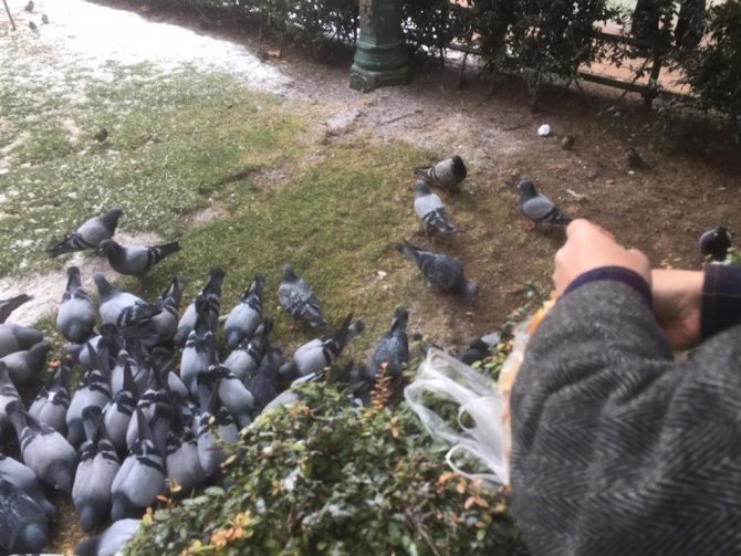 Eskişehirli Hayvanseverler Karlı Havalarda Güvercinleri Unutmadı