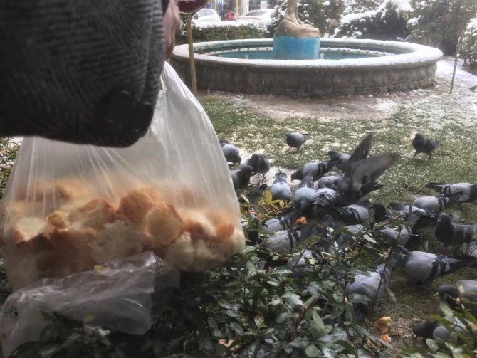 Eskişehirli Hayvanseverler Karlı Havalarda Güvercinleri Unutmadı