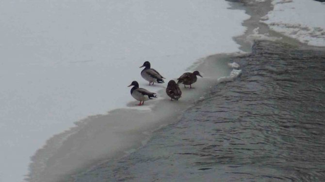 Kars Beyaz Gelinliğini Giydi