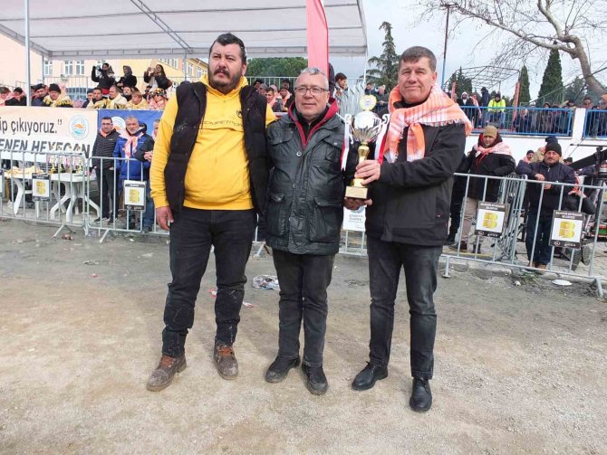 Gömeç’te Deve Güreşi Heyecanı Yaşandı