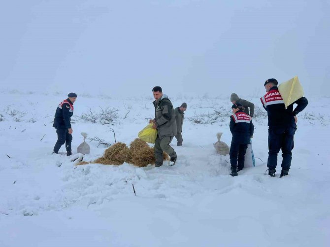 Jandarma Doğaya Yem Bıraktı