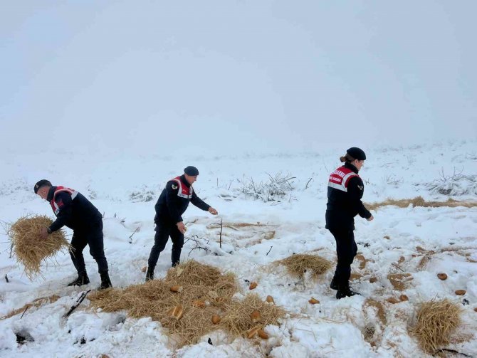 Jandarma Doğaya Yem Bıraktı