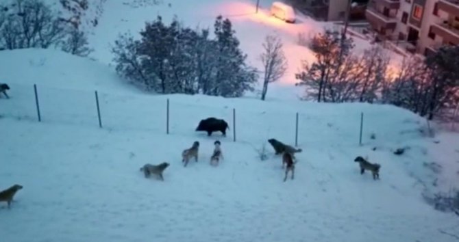 Tunceli’de Yerleşim Yerine İnen Domuzlarla Köpekler Site Bahçesini Paylaşamadı