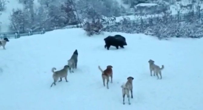 Tunceli’de Yerleşim Yerine İnen Domuzlarla Köpekler Site Bahçesini Paylaşamadı