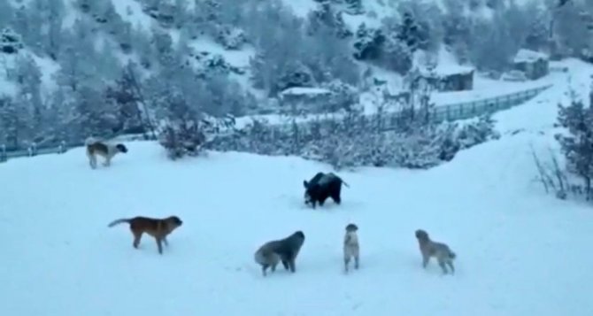 Tunceli’de Yerleşim Yerine İnen Domuzlarla Köpekler Site Bahçesini Paylaşamadı
