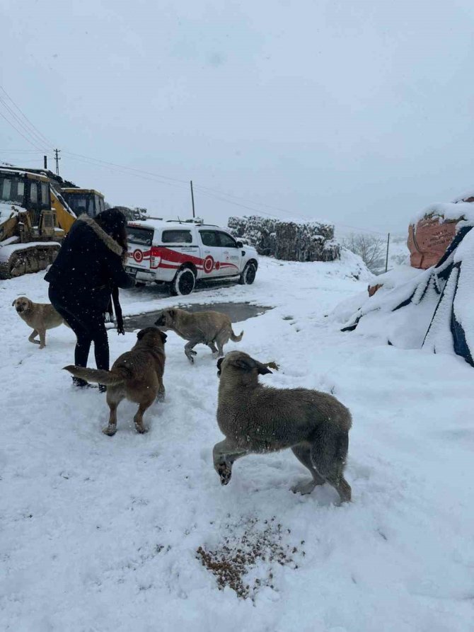 Tunceli’de Sokak Hayvanlarına Mama Ve Su Desteği