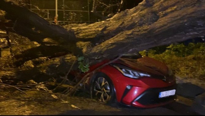 Üsküdar’da Yarım Asırlık Akasya Ağacı 2 Otomobilin Üzerine Devrildi