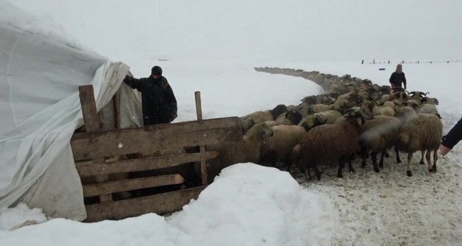 Muş’ta Bir Ahır Çöktü, Evlerde Çatlaklar Oluştu