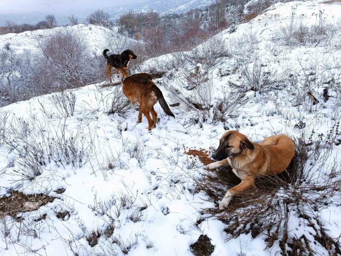 Emet Belediyesi’nden Sokak Hayvanlarına Yem Ve Mama Desteği
