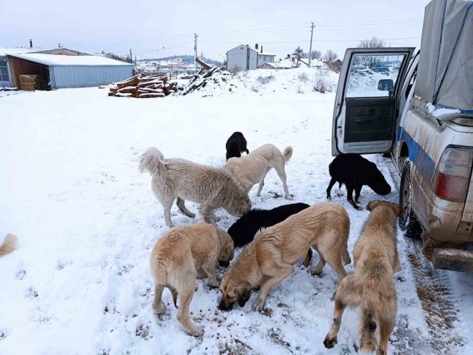 Emet Belediyesi’nden Sokak Hayvanlarına Yem Ve Mama Desteği