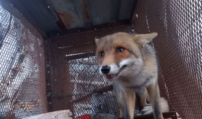 Emekli Polisin "Battal Gazi" Kapanı, Tilkilerin Kabusu Oldu