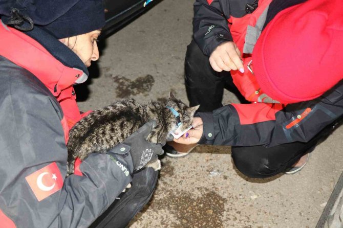Yavru Kedi Saatler Sonra Enkaz Altından Canlı Çıktı