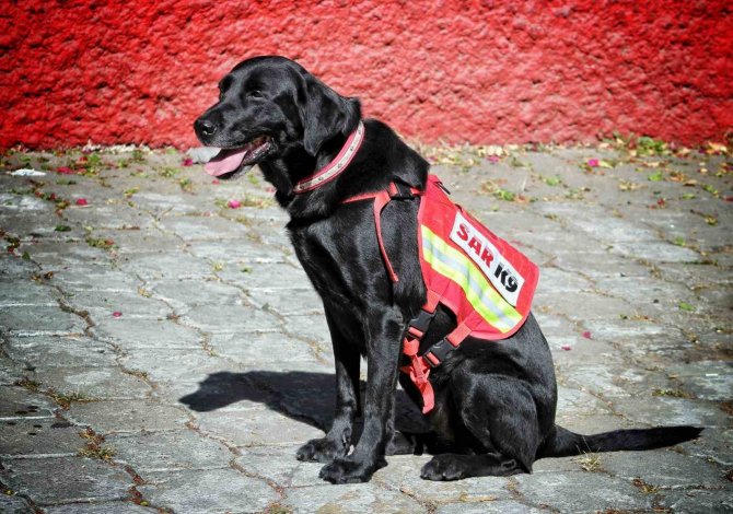 Meksika, Meşhur Arama Kurtarma Köpeklerini Türkiye’ye Gönderdi