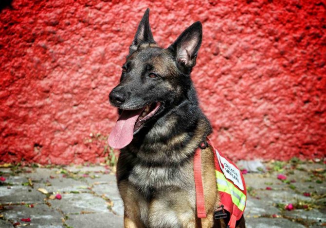 Meksika, Meşhur Arama Kurtarma Köpeklerini Türkiye’ye Gönderdi