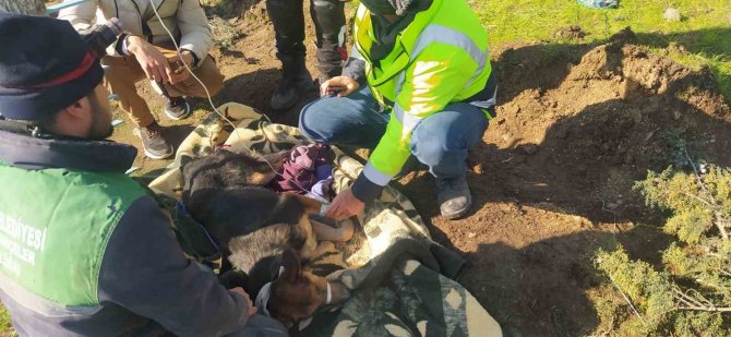 Yaralanan Arama Kurtarma Köpeğine İlk Müdahale Şile Belediyesi’nden
