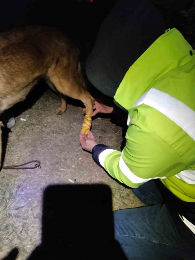 Yaralanan Arama Kurtarma Köpeğine İlk Müdahale Şile Belediyesi’nden