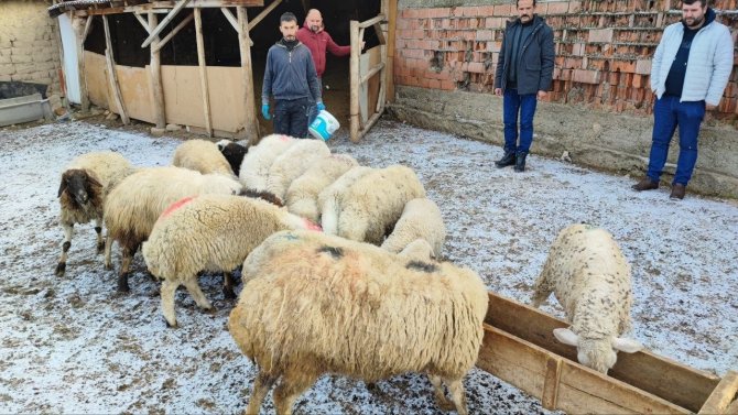 Suluovalı Besicilerden Depremzedelere Destek İçin Hayvan Bağışı