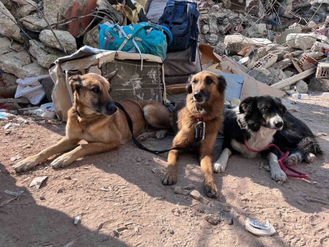Hatay’da Eğitimli Köpekler Toprak Altında ‘Can’ Aradı
