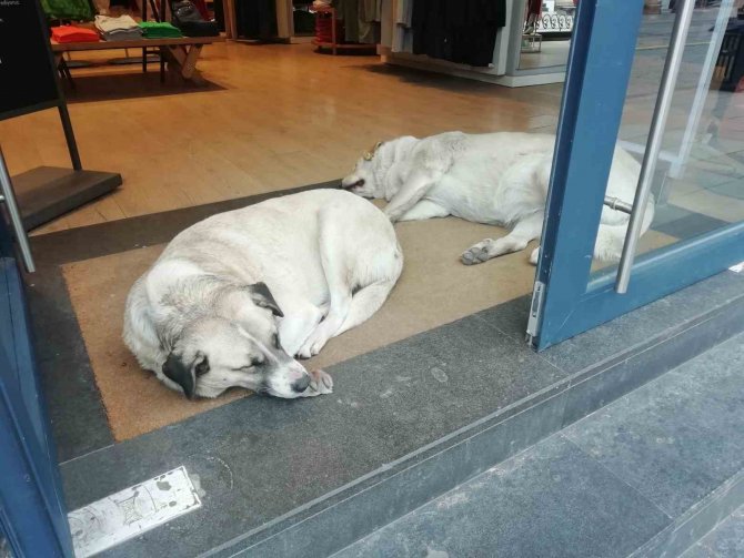 Sokak Hayvanları Soğuktan Böyle Korundu