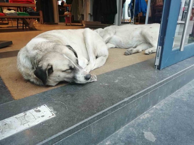 Sokak Hayvanları Soğuktan Böyle Korundu