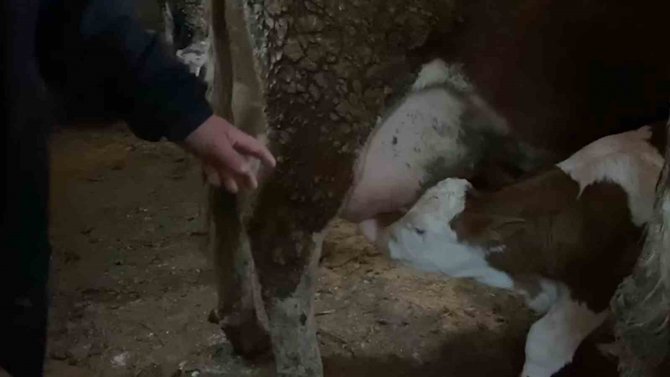 15 Gün Erken Doğan Buzağılara "Deprem 1" Ve "Deprem 2" İsmini Verdi