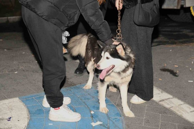 Depremzede Köpek Bella İ̇stanbul’da Yeni Ailesine Kavuştu