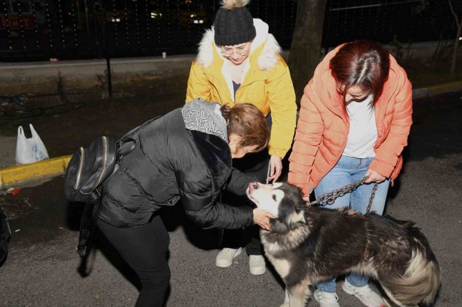 Depremzede Köpek Bella İ̇stanbul’da Yeni Ailesine Kavuştu
