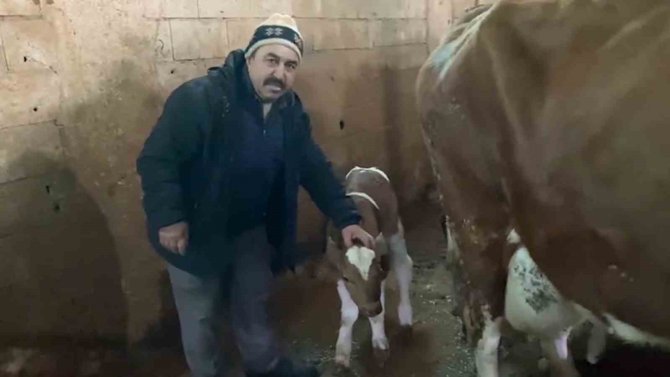 15 Gün Erken Doğan Buzağılara "Deprem 1" Ve "Deprem 2" İsmini Verdi