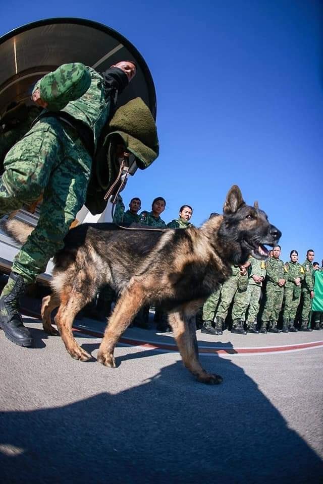 Meksika’dan Türkiye’ye Gelen Arama-kurtarma Köpeği ’Proteo’ Hayatını Kaybetti