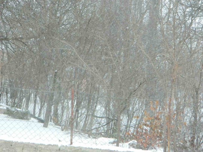 Posof’ta Tipi Etkili Oldu