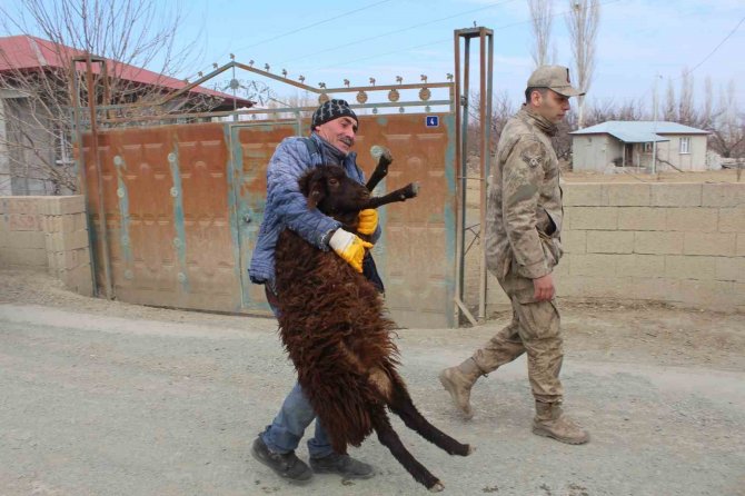 Iğdır’dan Deprem Bölgesine Kavurma İçin Hayvan Desteği