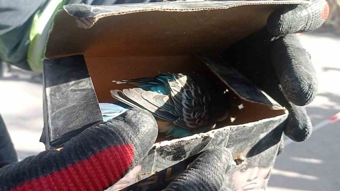 Arama Kurtarma Ekipleri Tarafından Bitkin Vaziyette Bulundu, "Şans" İsmi Verildi
