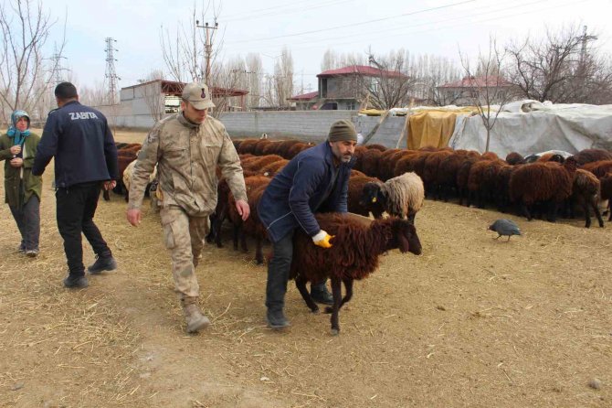 Iğdır’dan Deprem Bölgesine Kavurma İçin Hayvan Desteği