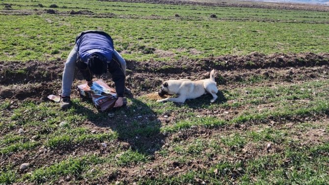 Deprem Bölgesinde Sokak Hayvanları Da Unutulmadı