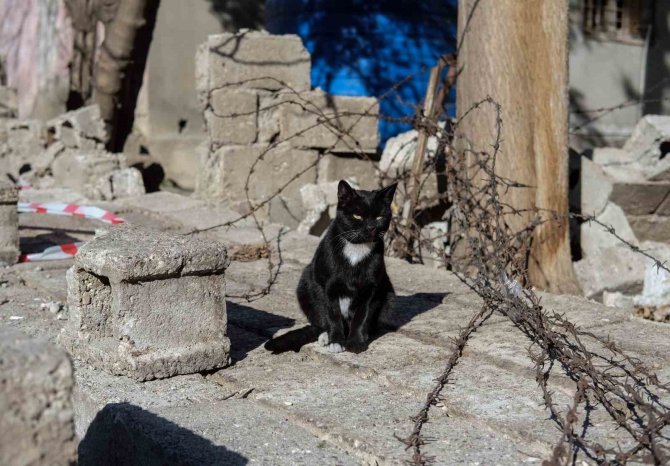 Kahramanmaraş’ta 174 Saat Sonra Enkazdan ‘Ardıç’ İsimli Kedi Kurtarıldı