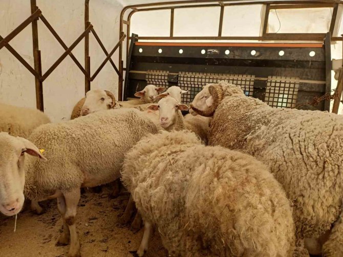 Bursalı Çobanlar Deprem Bölgesine 40 Koyun Bağışladı