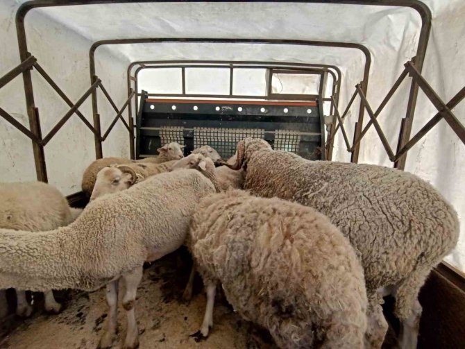 Bursalı Çobanlar Deprem Bölgesine 40 Koyun Bağışladı