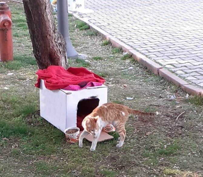 Yıkıntılar Arasından Gelen Kediye Kucak Açtı