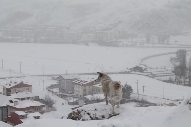 Bayburt’ta Kar Yağışı Ve Dondurucu Soğuklar Etkili Oluyor