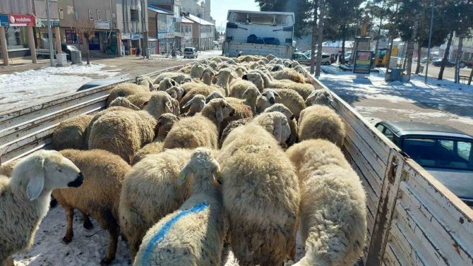 Depremzedeler İçin 120 Hayvan Kestirdiler