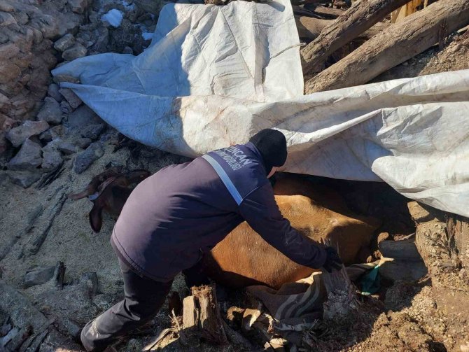 Enkazda Ayakları Sıkışan Büyükbaş Hayvan Kurtarıldı