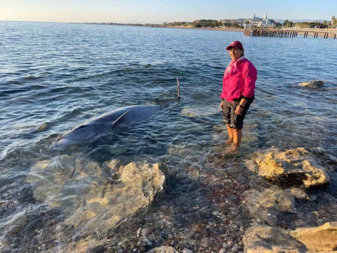Antalya’da Otele Yerleşen Depremzede Aile, Kıyıya Vuran 4 Metrelik Dev Yunusu Kurtardı