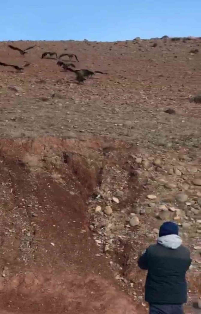 Iğdır’da Akbabalar Sürü Halinde Görüntülendi