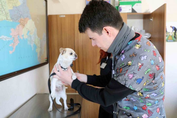 Deprem Bölgesinden Getirilen Köpek Sağlığına Kavuşturuldu
