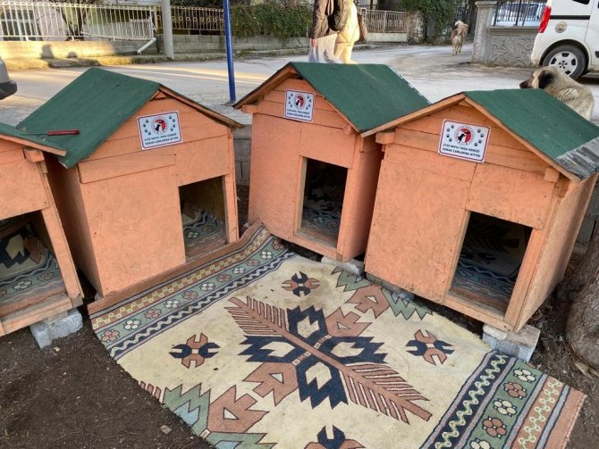 Kulübeleri Kaldırılan Sokak Köpeklerini Altlarına Kilim Serip Yelek Giydirerek Soğuktan Korudu