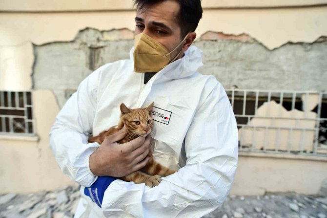 Deprem’den 248 Saat Sonra Enkazdan Sağ Çıkarılan Kediye ‘Afad’ İsmi Verildi