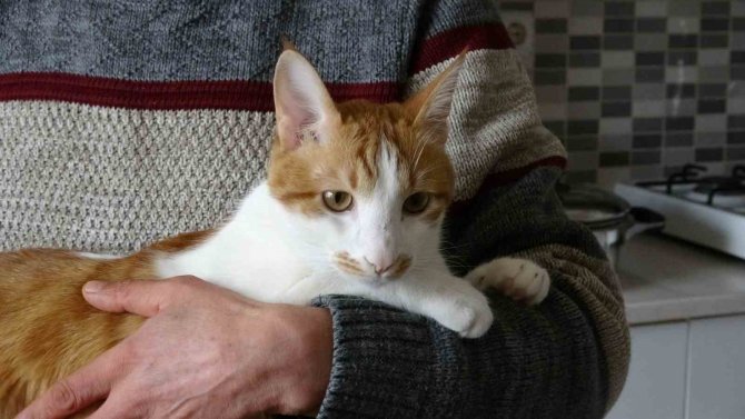 Rüyasına Girdi, Depremde Mahsur Kalan Kedisini Canı Pahasına Kurtardı