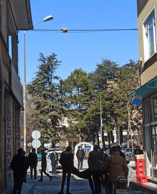 Elektrik Tellerinde Mahsur Kalan Kedinin İmdadına Vatandaşlar Yetişti