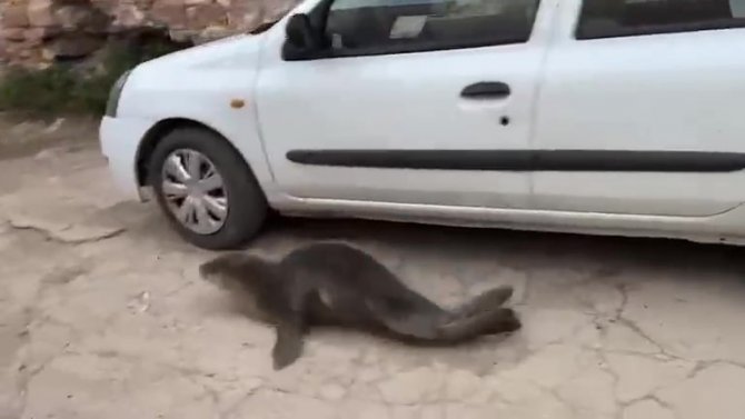 Yolunu Şaşıran Fok Ayvalık Sokaklarında Gezdi